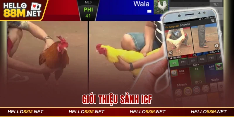 Giới thiệu sảnh ICF