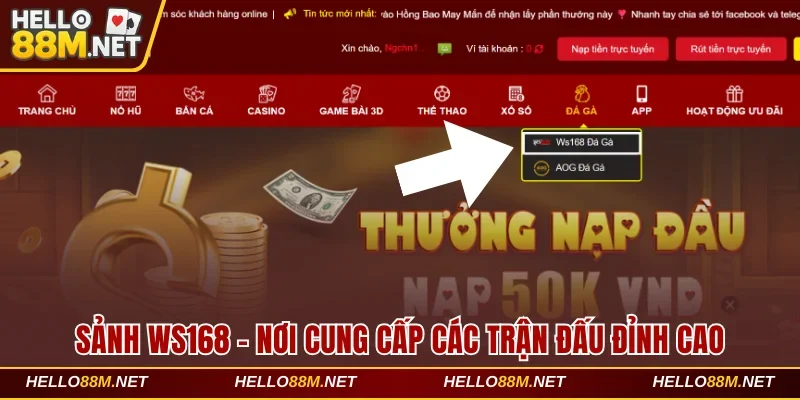Sảnh WS168 Tại Hello88 Đem Đến Thế Giới Chọi Gà Đỉnh Cao 
